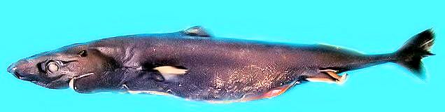 Squaliolus laticaudus_03.jpg
